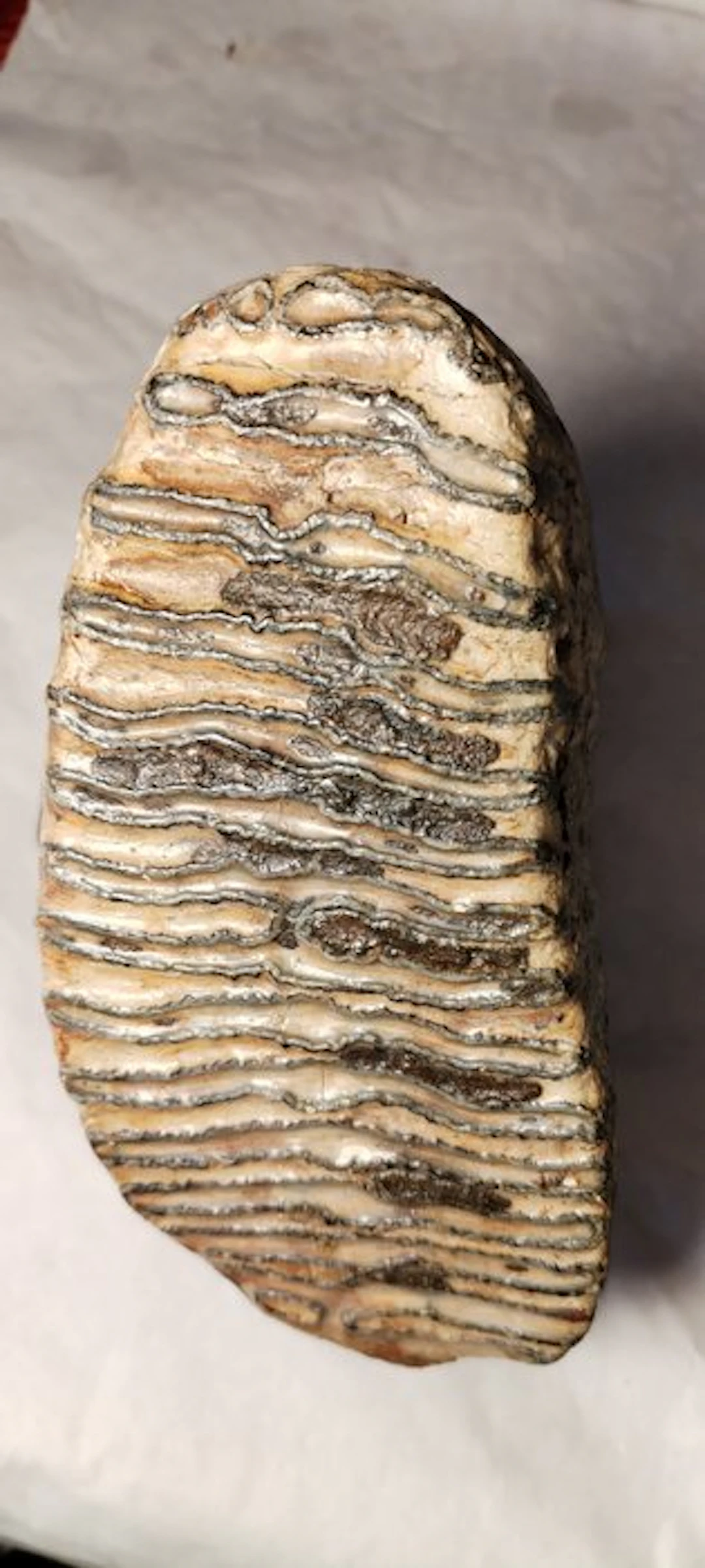 Woolly Mammoth - Fossil tooth - 15 cm - 15 cm