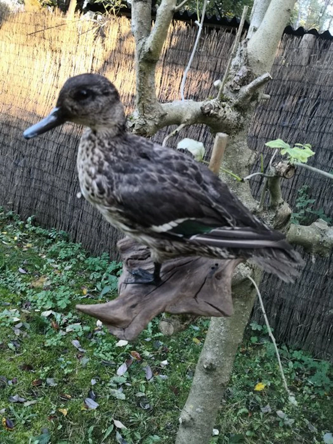 Gadwall Taxidermy wall mount - Anas crecca - 10 cm - 20...