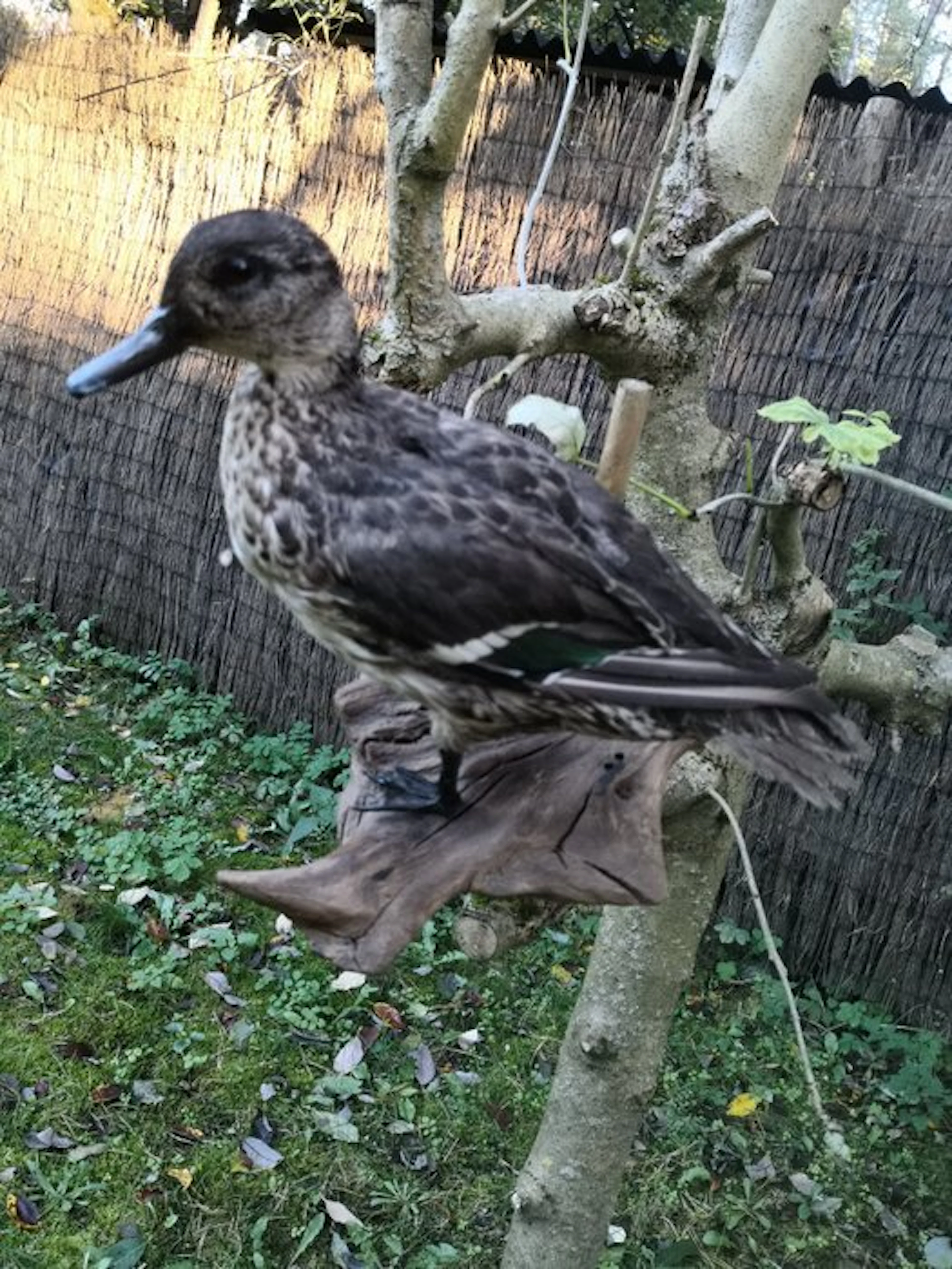 Gadwall Taxidermy wall mount - Anas crecca - 10 cm - 20...