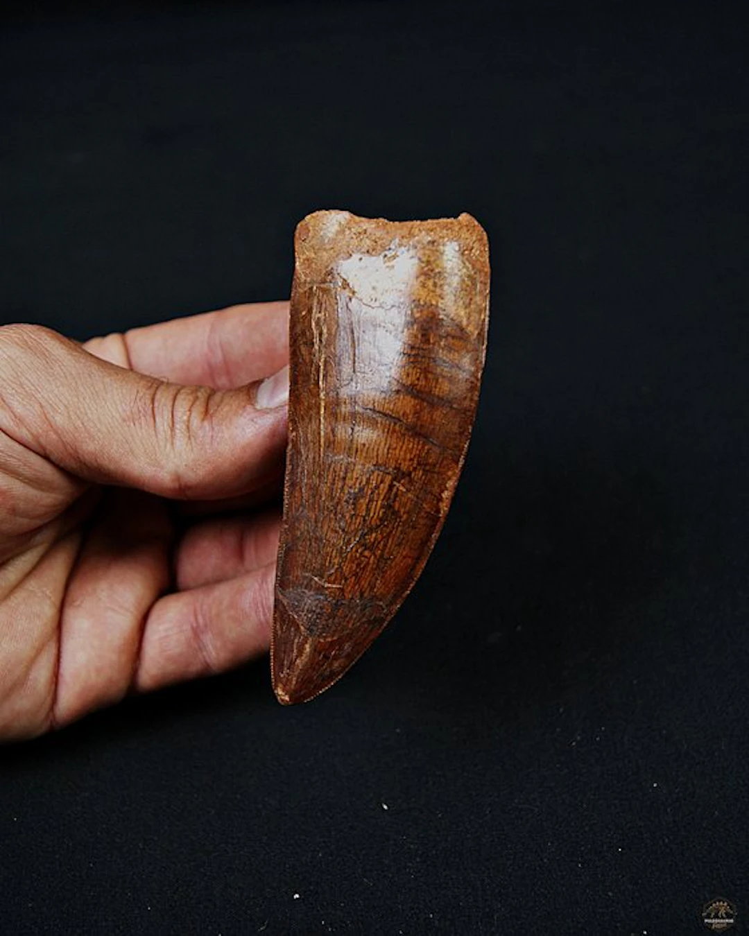 Dinosaur - Fossil tooth - Carcharodontosaurus saharicus - 9.5 cm