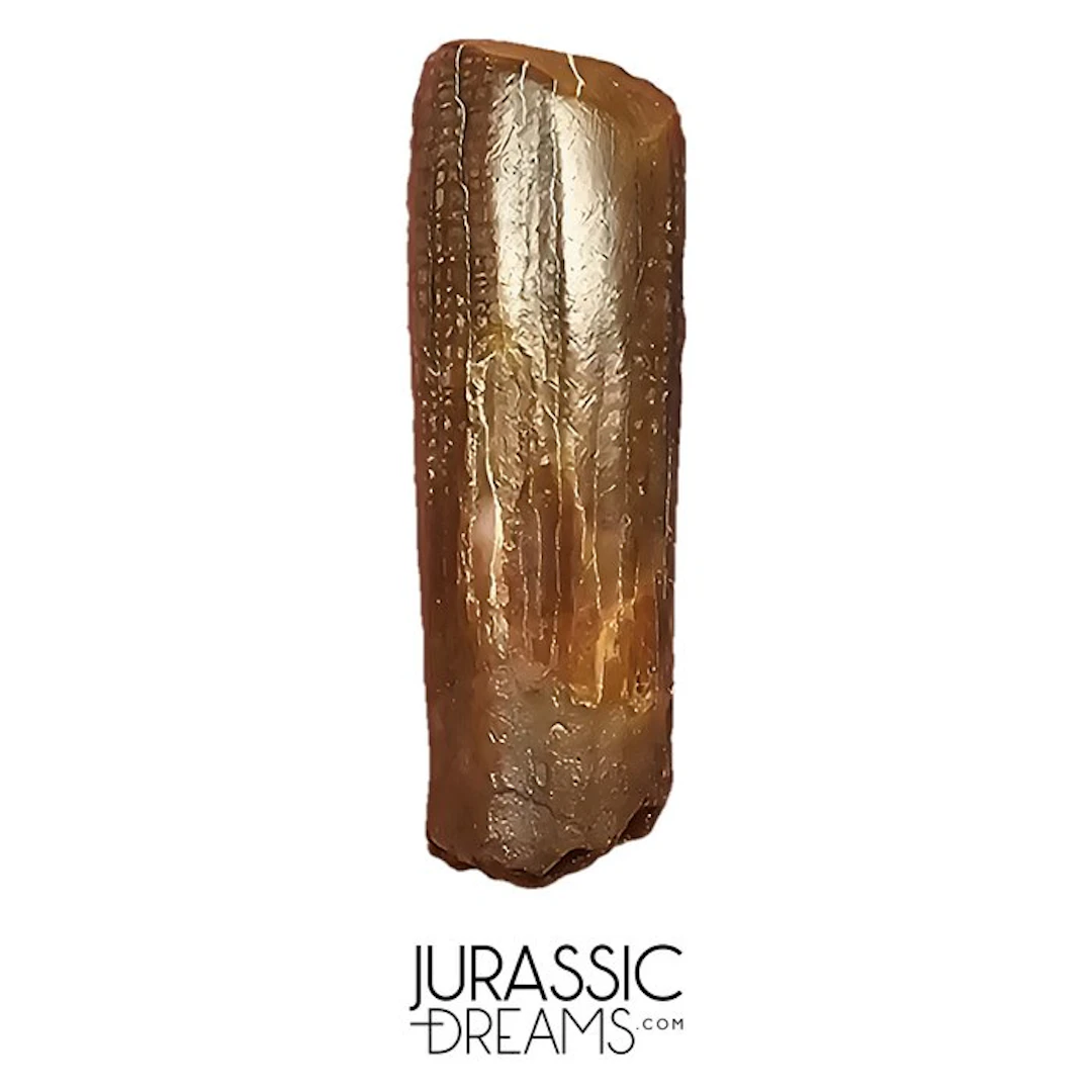 Top Rare Nigersaurus taqueti Rebbachisaurid Sauropod...