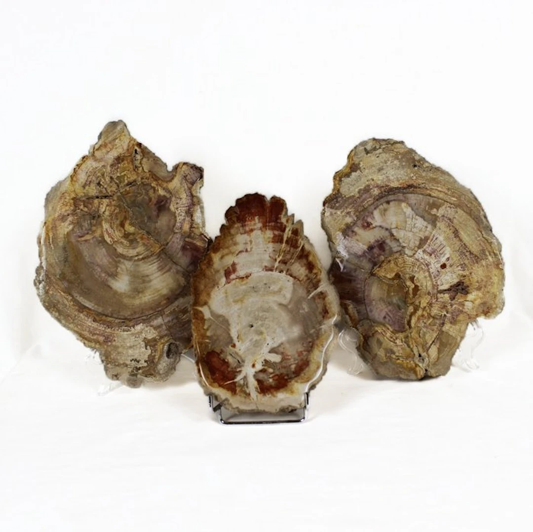 Petrified wood slices - Fossilised wood - Dipterocarpus (No reserve price)