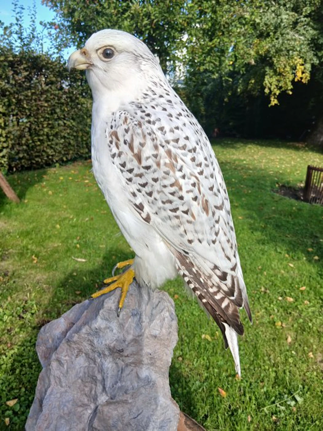 giervalk Taxidermy full body mount - Falco rusticolus...