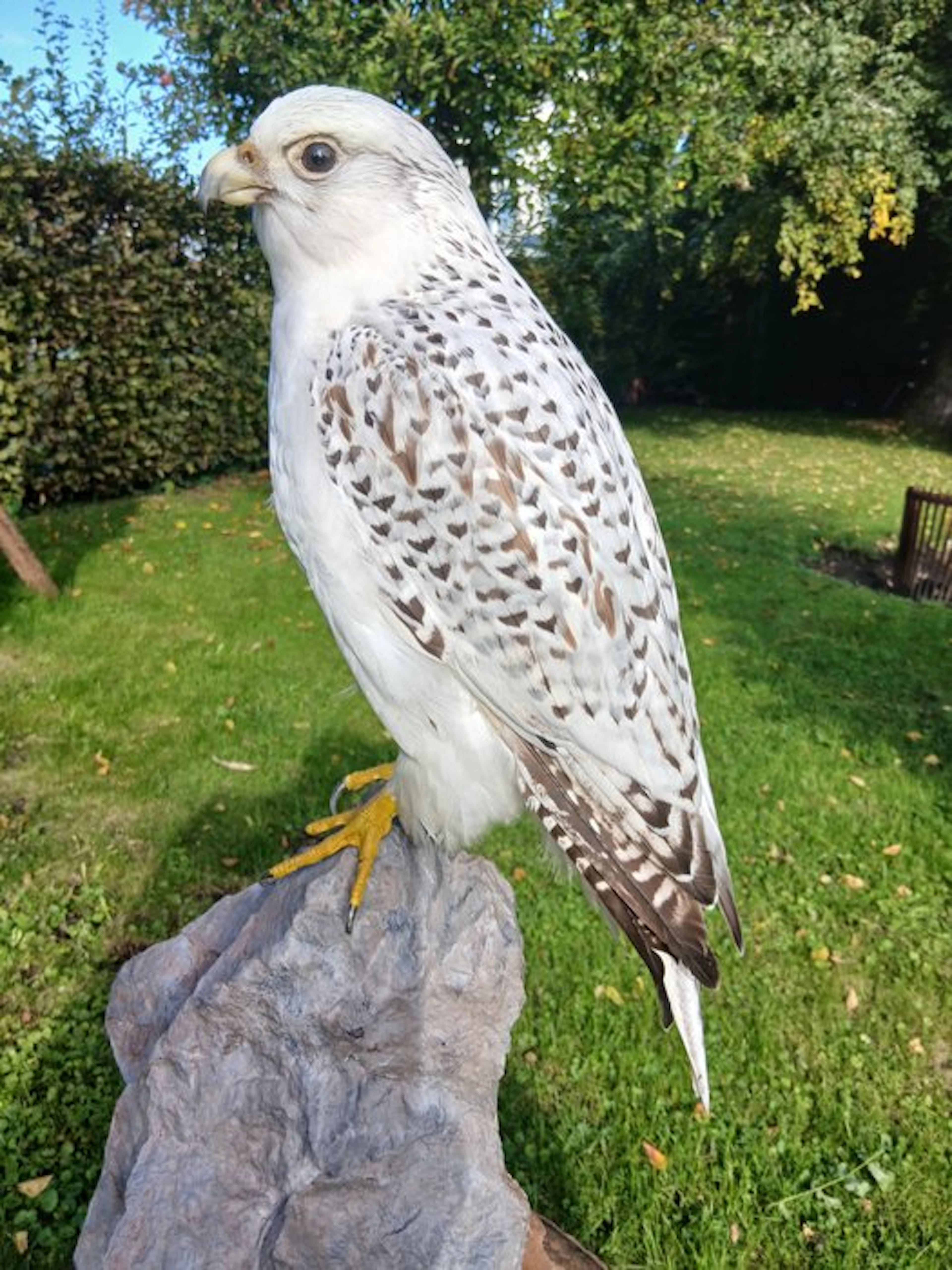 giervalk Taxidermy full body mount - Falco rusticolus...