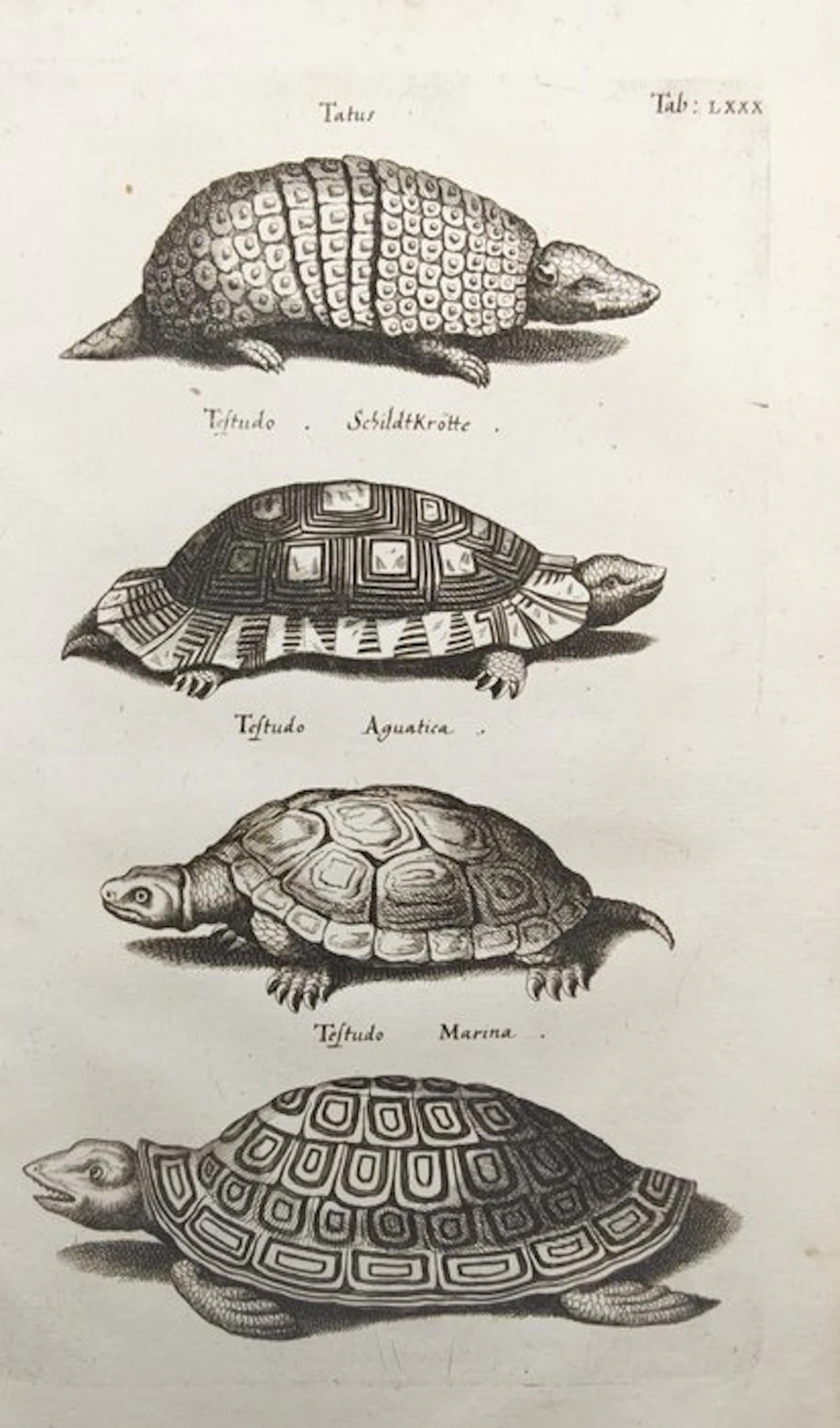 John Jonston (1603–1675) - Armadillo