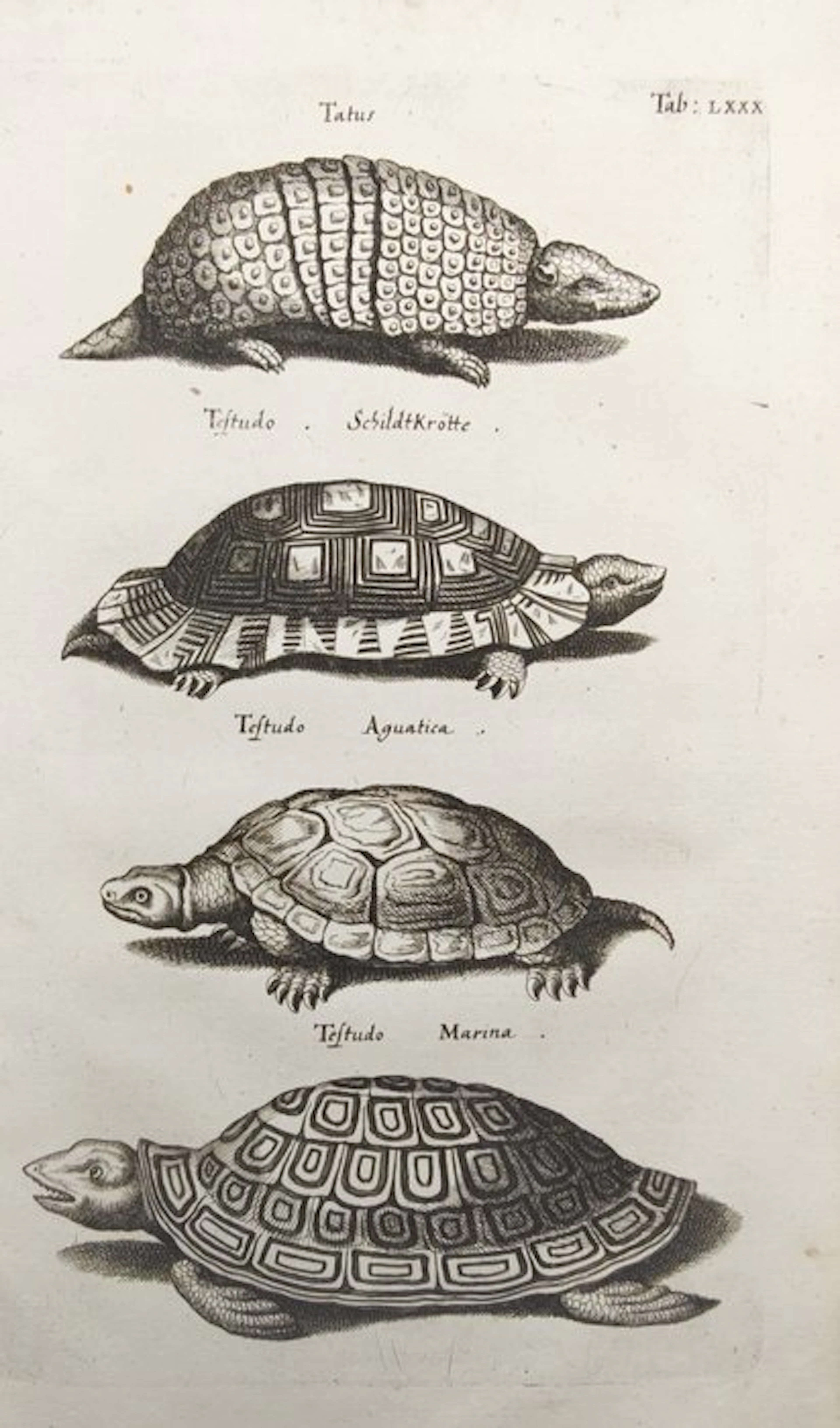 John Jonston (1603–1675) - Armadillo