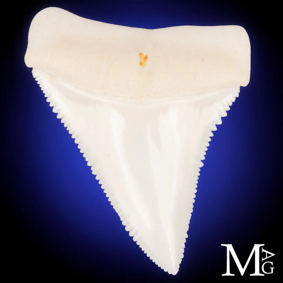 White Great White Shark Tooth Perfectly Preserved...