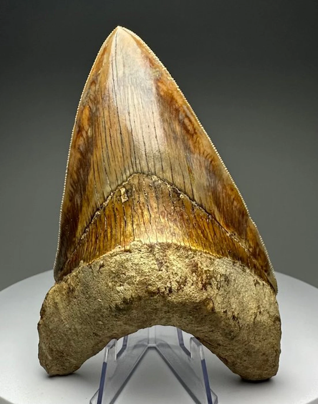 Megalodon - Fossil tooth - 13.5 cm - 9 cm