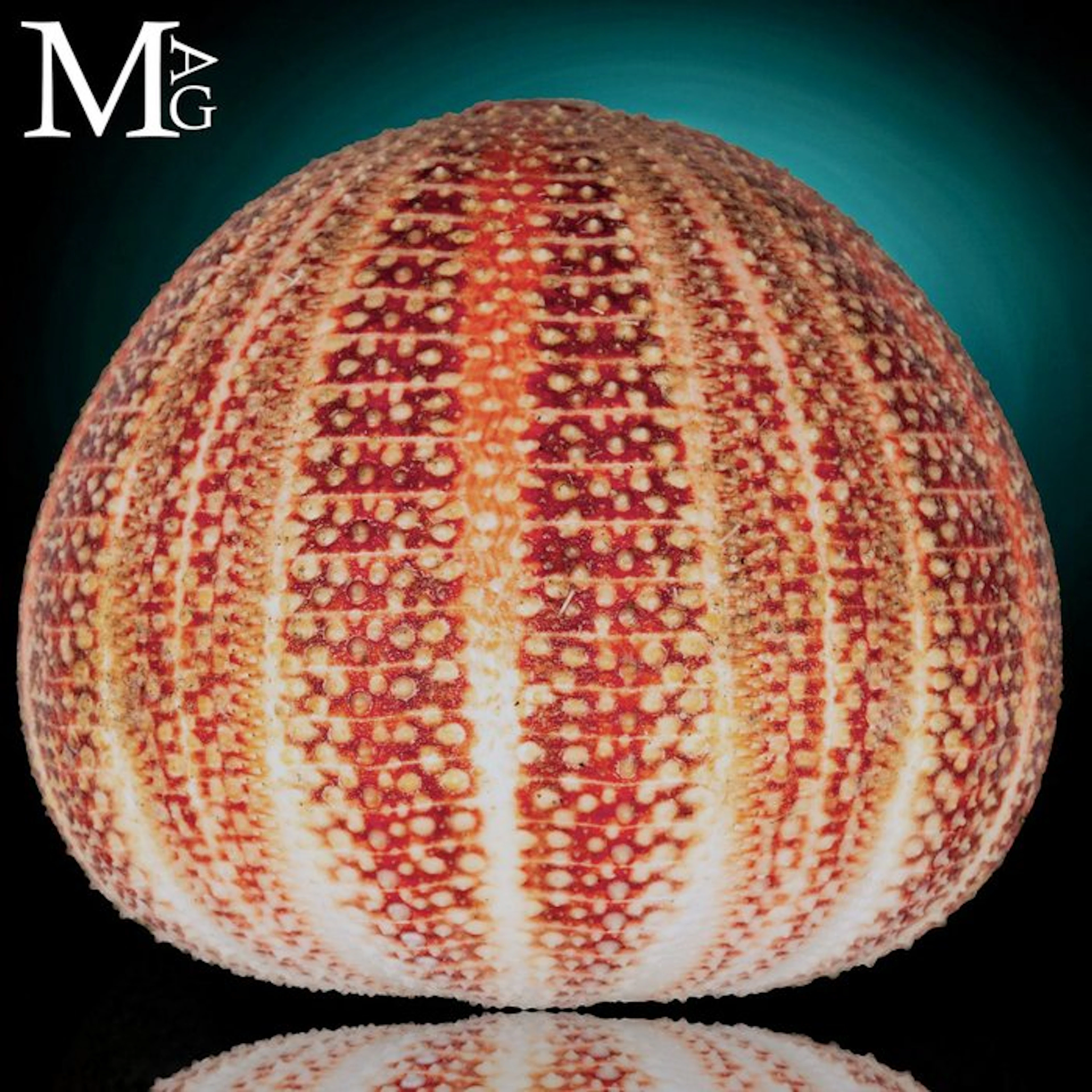 Preserved Echinus Esculentus Urchin Test Echinoderm...