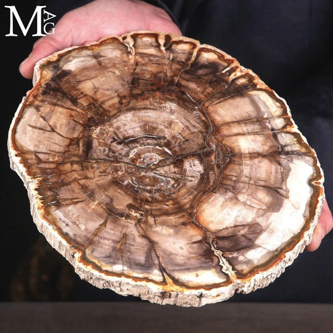 Large Polished Petrified Wood Slice with Distinct...