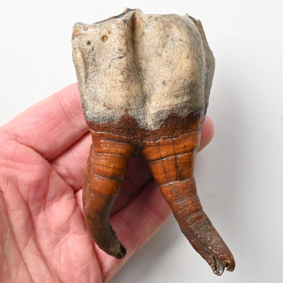 Woolly Rhinoceros - Fossil tooth - Coelodonta...
