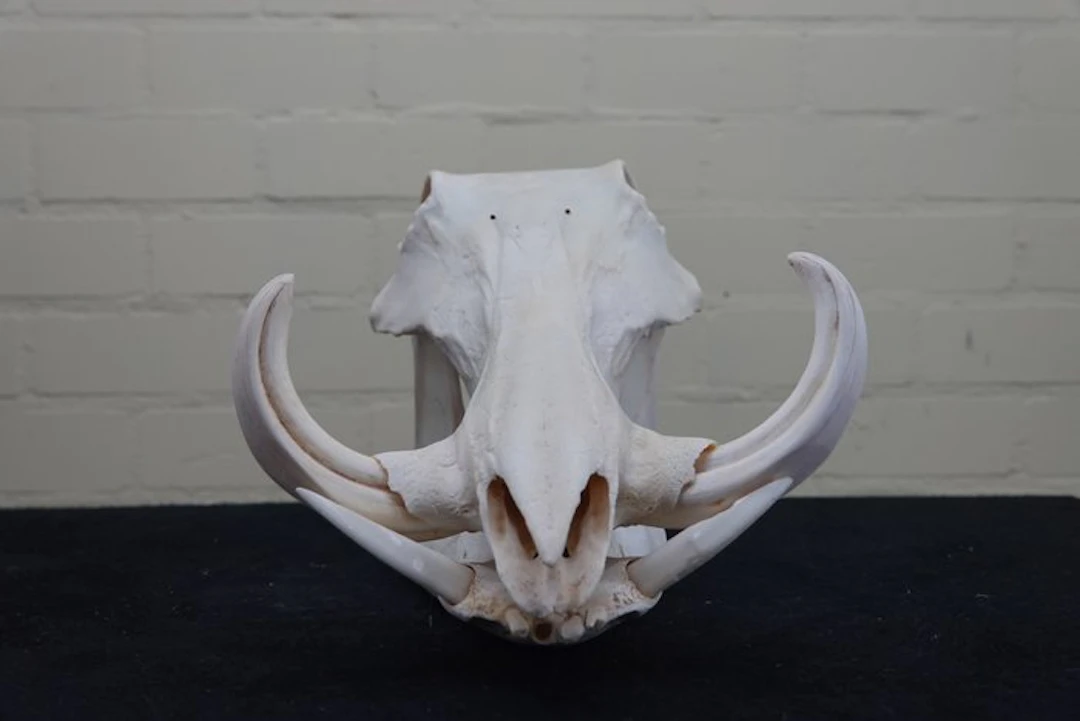 African Warthog Skull - Phacochoerus africanus - 0 cm...