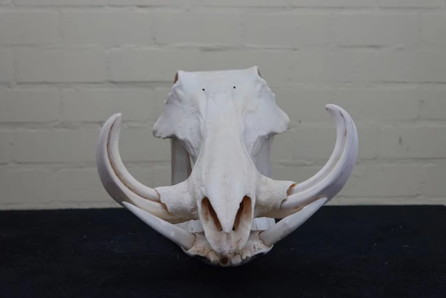 African Warthog Skull - Phacochoerus africanus - 0 cm...