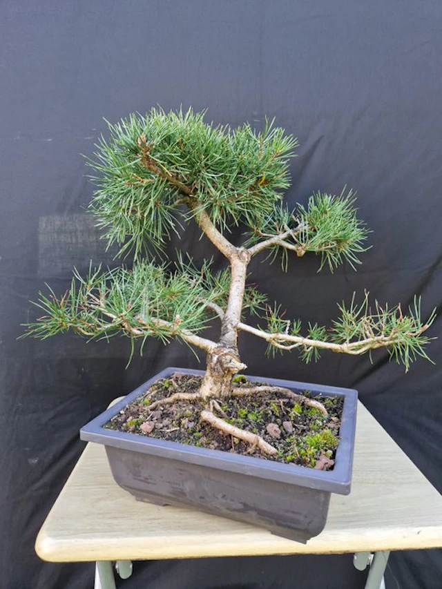 Pine bonsai (Pinus) - Height (Tree): 40 cm - Depth (Tree): 45 cm - France