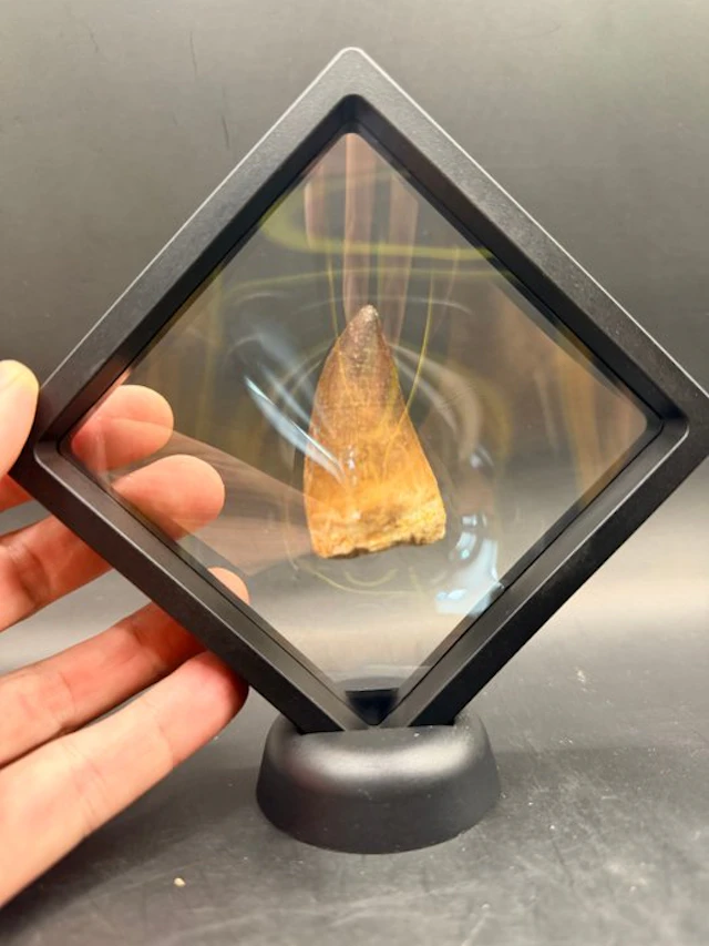 Mosasaur - Fossil tooth - Mosasaurus - 5.4 cm (No reserve price)