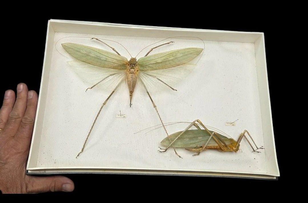 Rare leaf grasshoppers insects perfect-ex French...