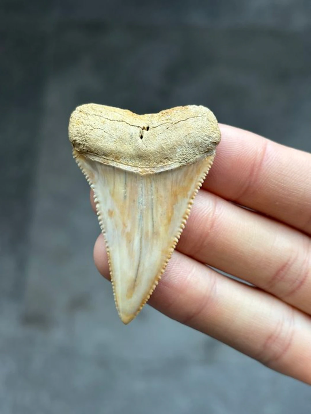 Shark - Fossil tooth - Carcharodon Carcharias - 5.9 cm