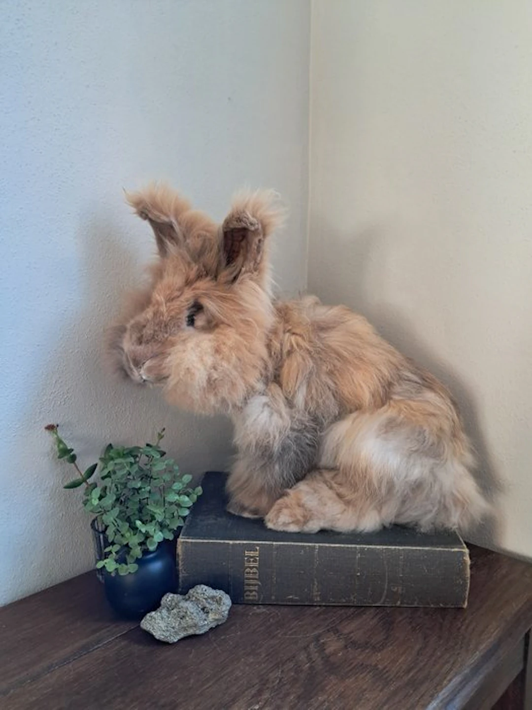 Rabbit Taxidermy full body mount - Oryctolagus cuniculus...