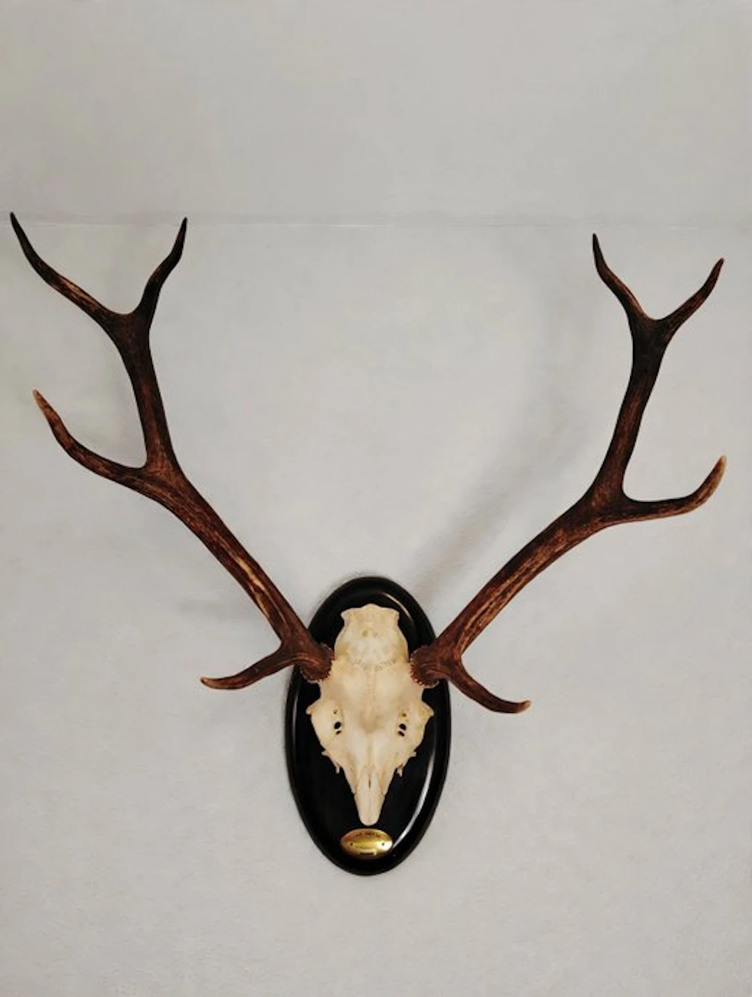 Hunting trophy