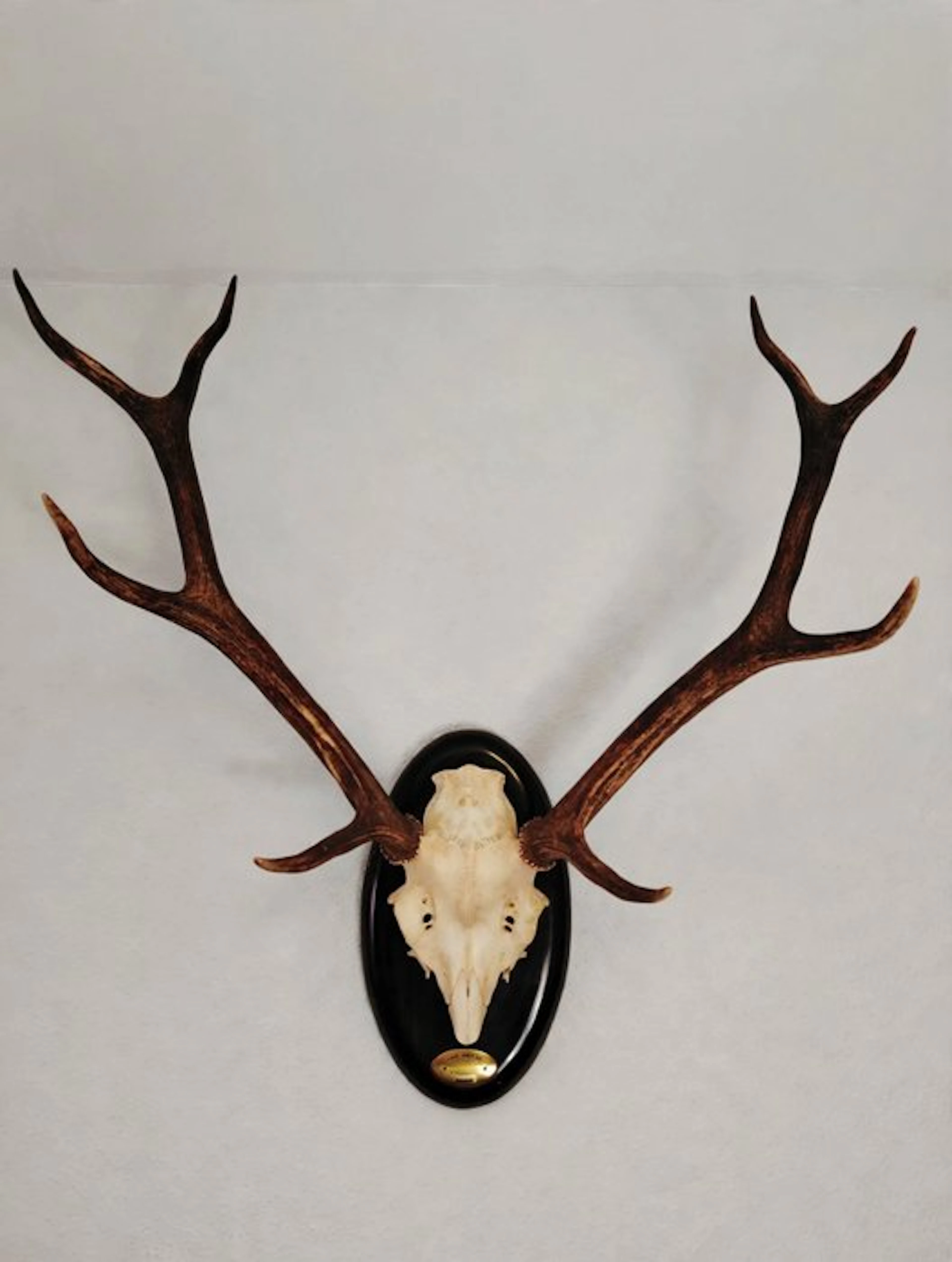 Hunting trophy