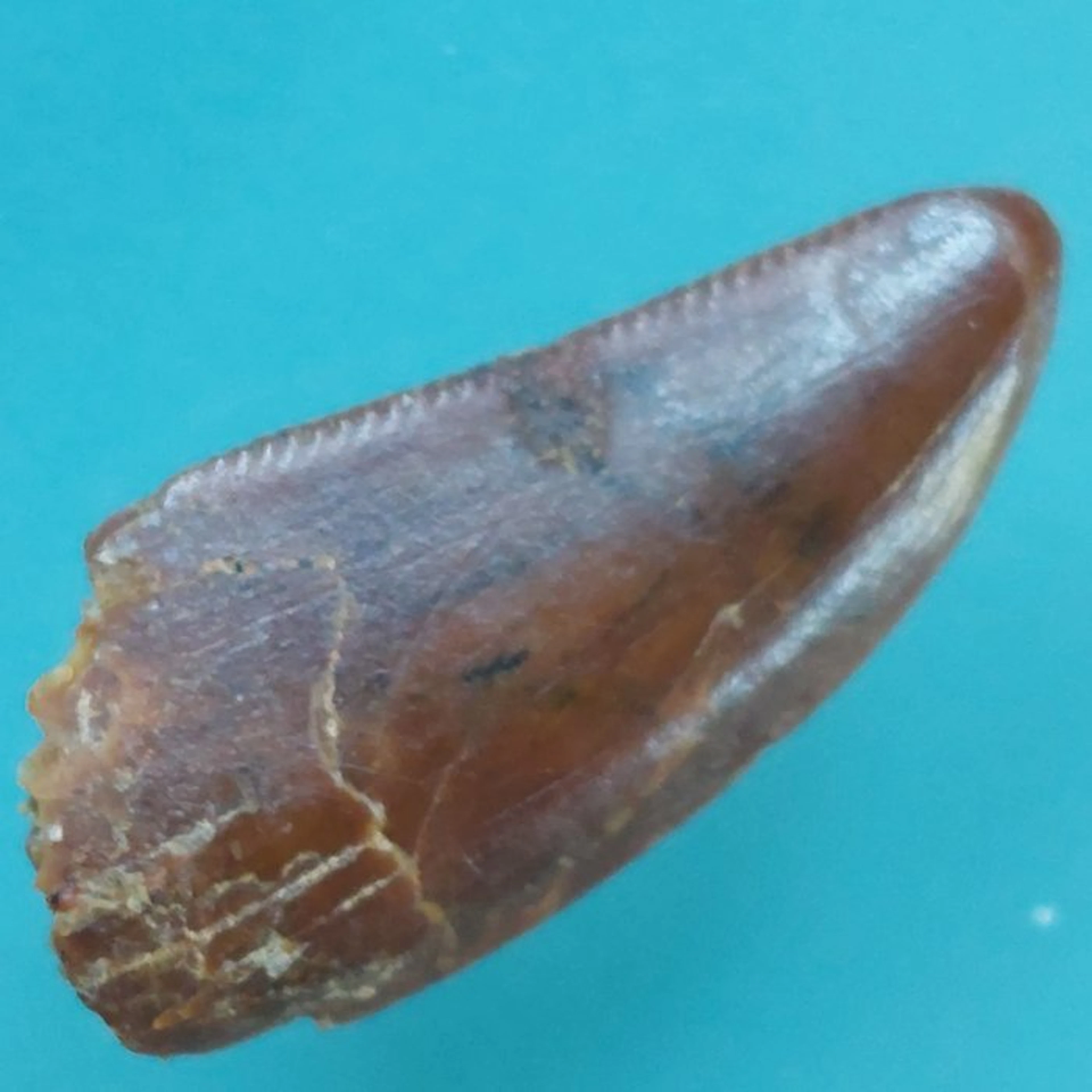 Dinosaur - Fossil tooth - Abelisaurus - 19 mm - 8 mm (No reserve price)