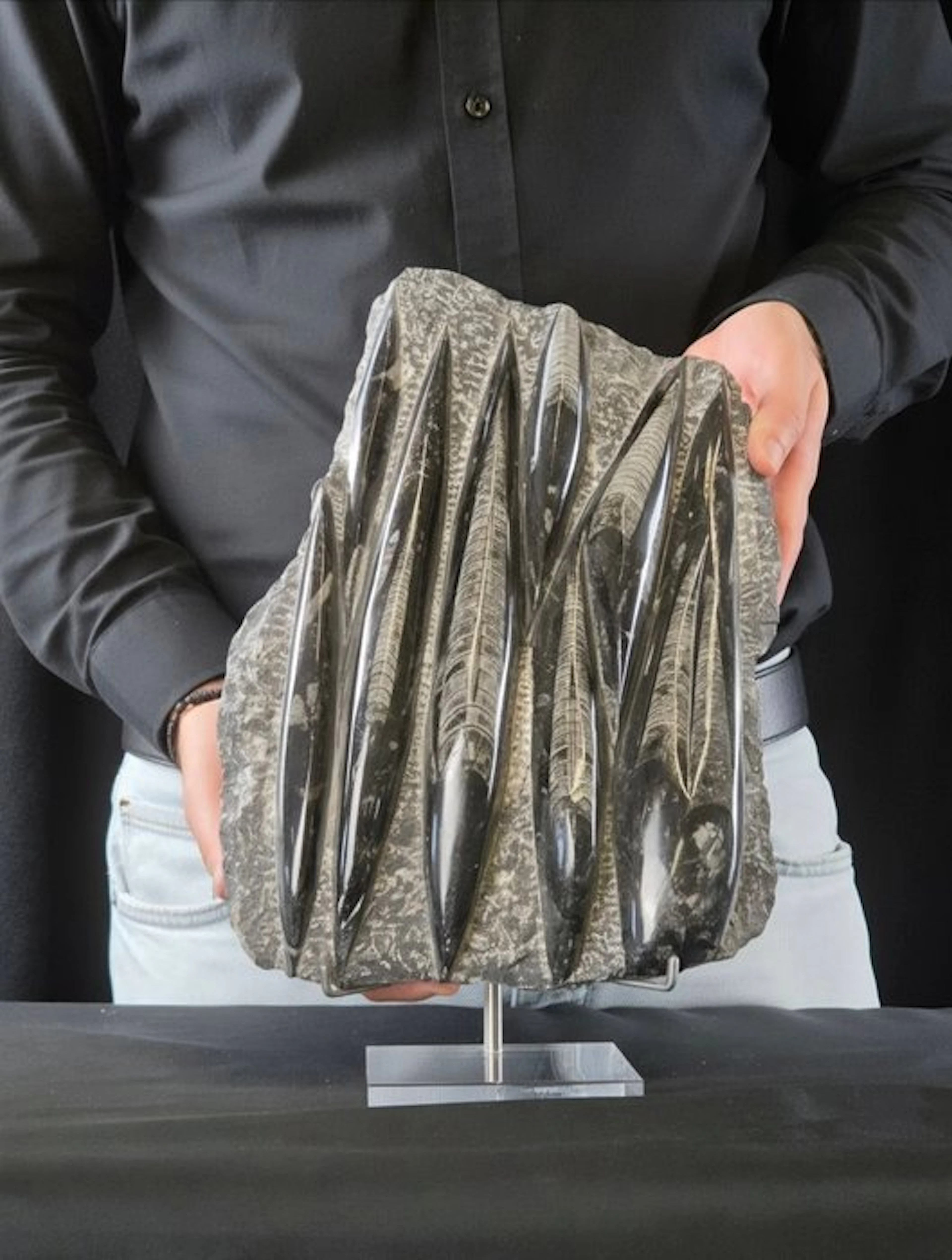 Orthoceras - Fossilised animal - 27 cm - 21 cm
