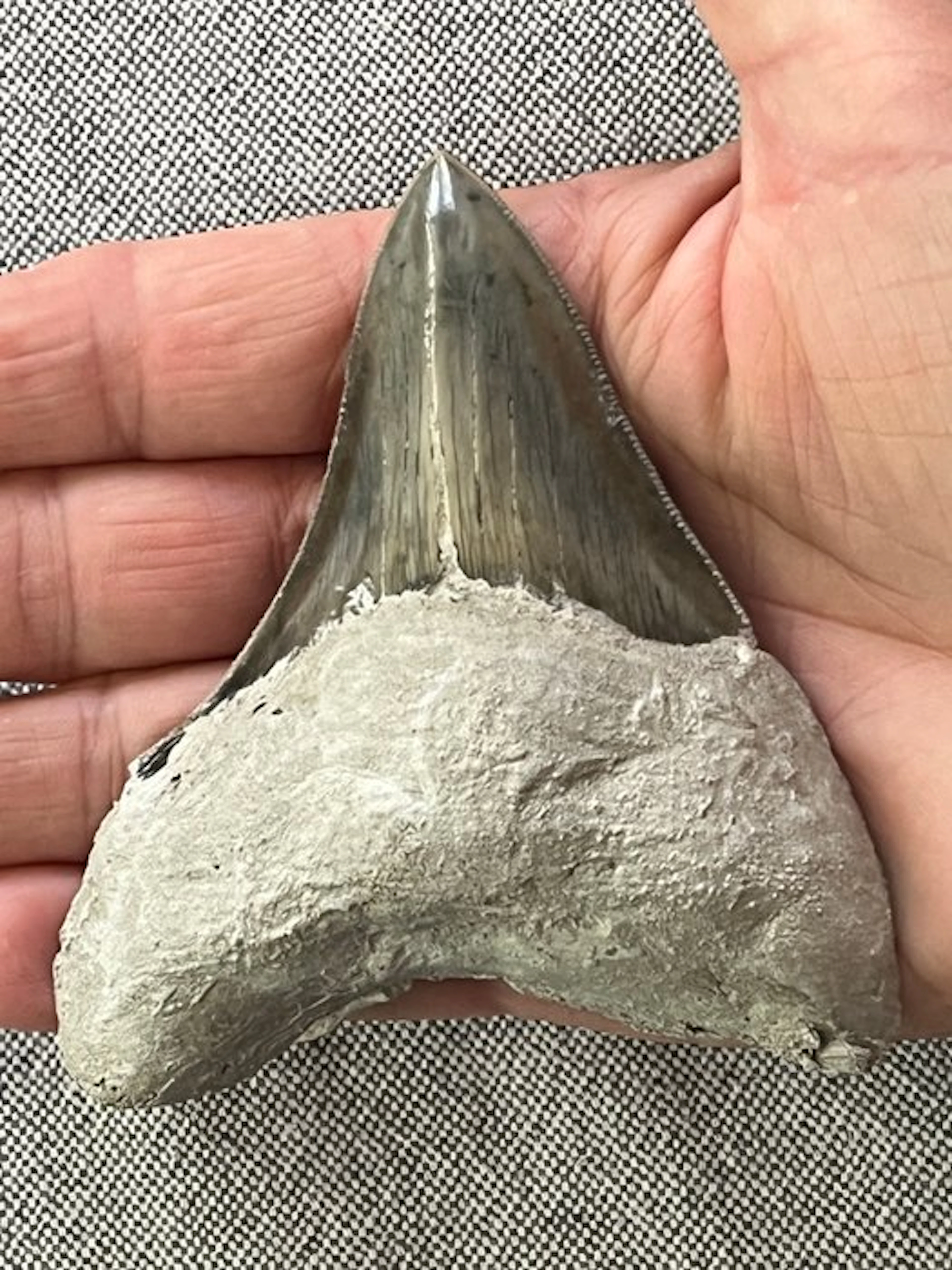 Megalodon tooth 9,6 cm - Fossil tooth - Carcharocles...