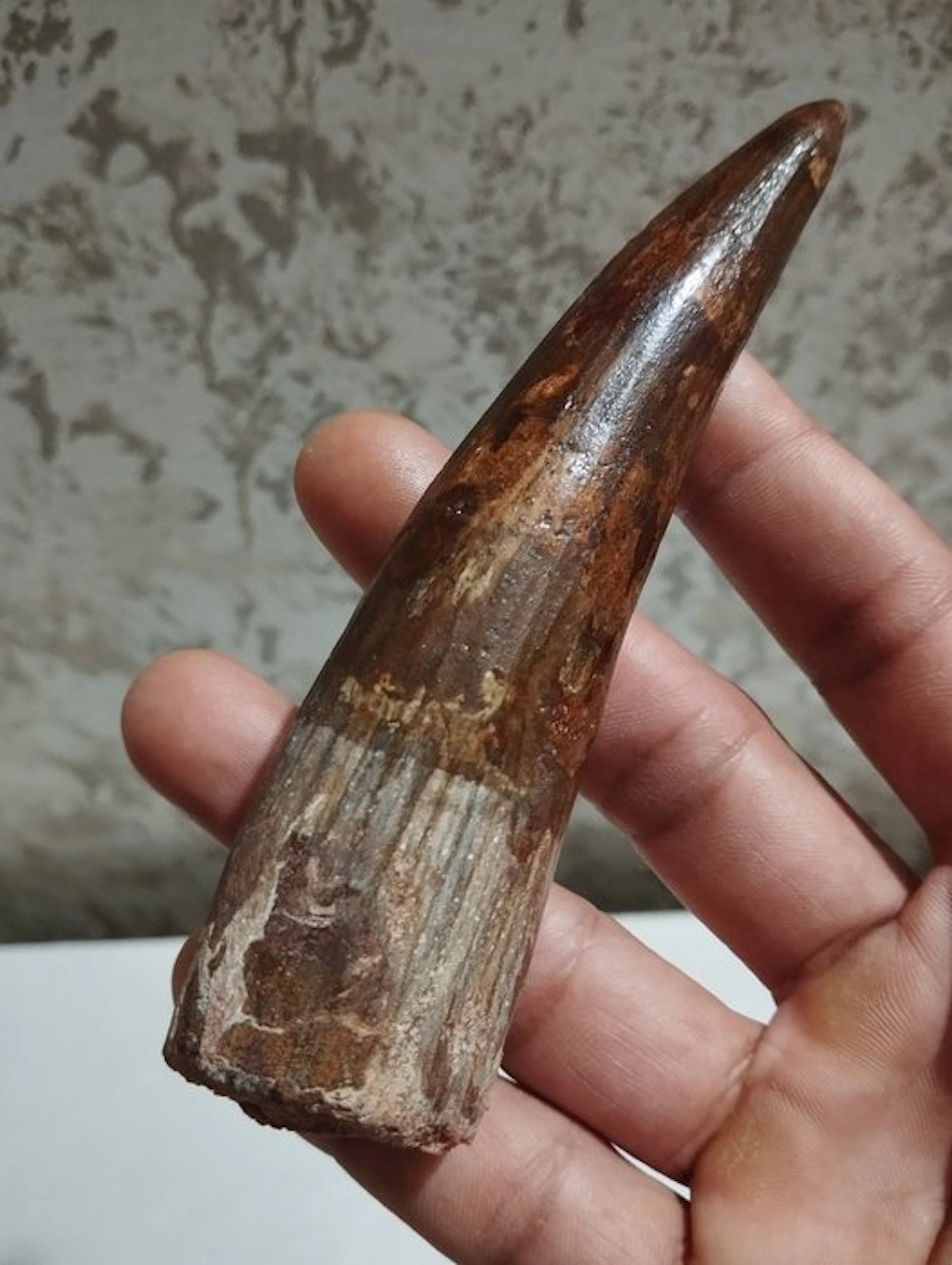 Dinosaur - Fossil tooth - 13.5 cm - 3.5 cm