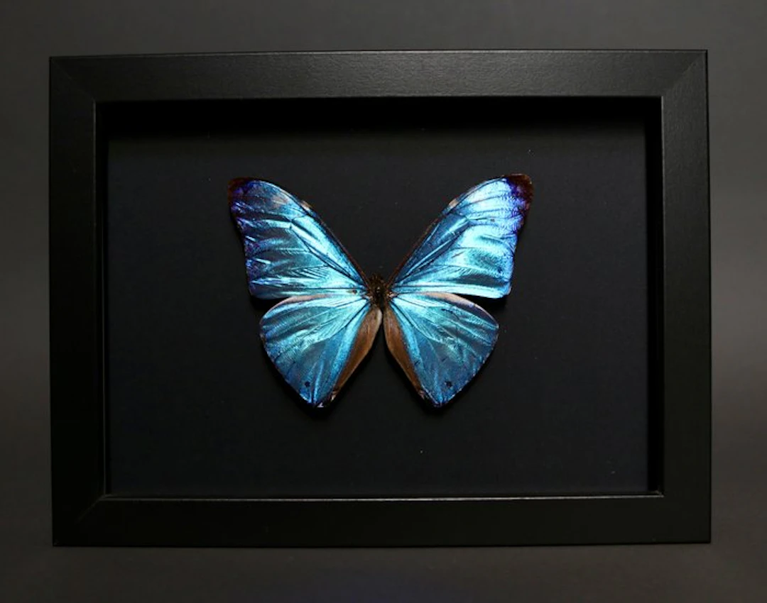 Butterfly Taxidermy full body mount - Morpho adonis - 18...