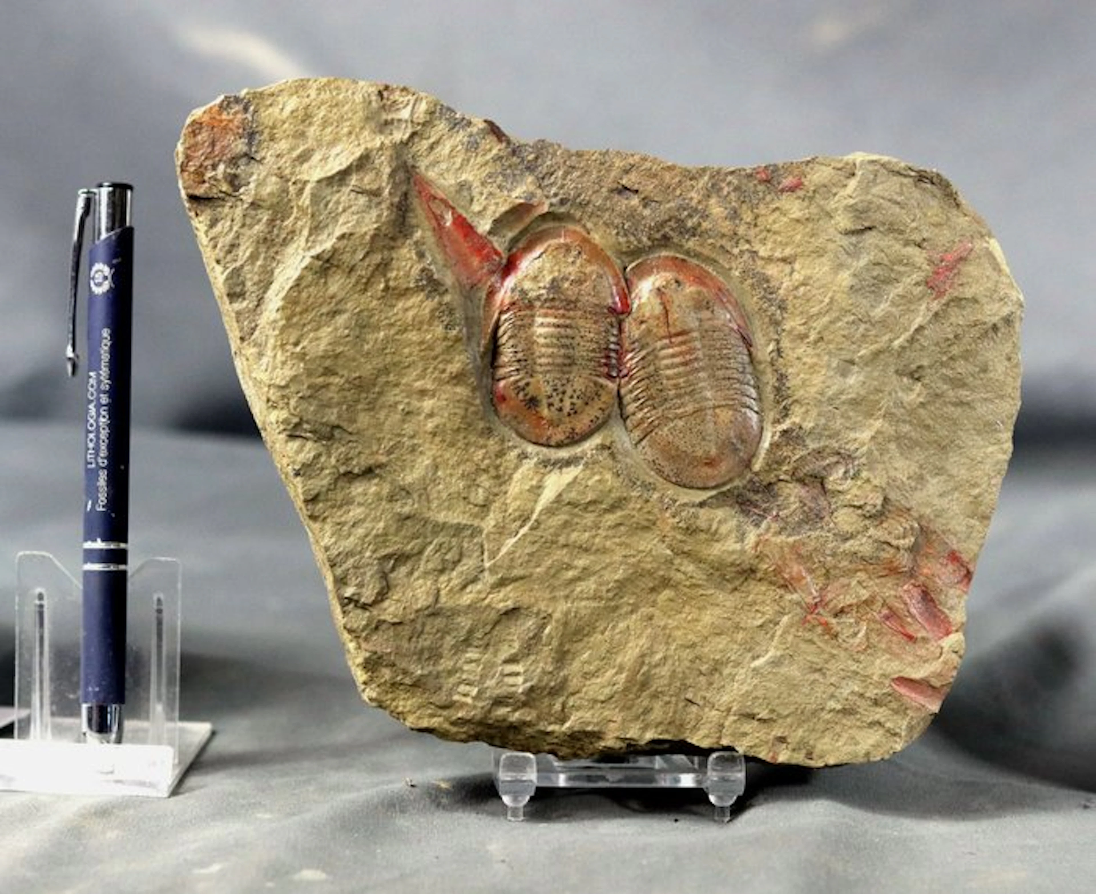 Finest quality trilobite fossil - Natural double...