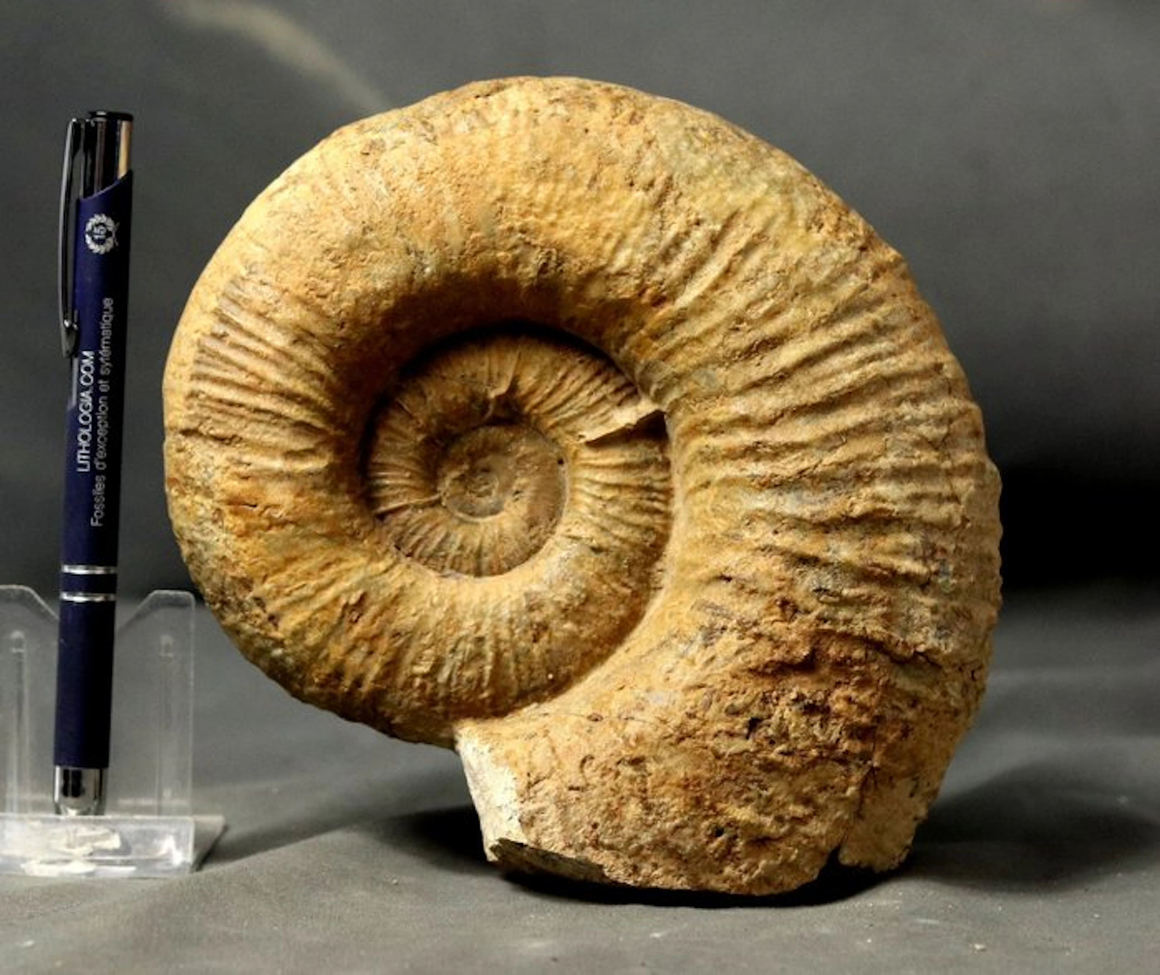 Fine Ammonite - Self standing - Fossilised animal...