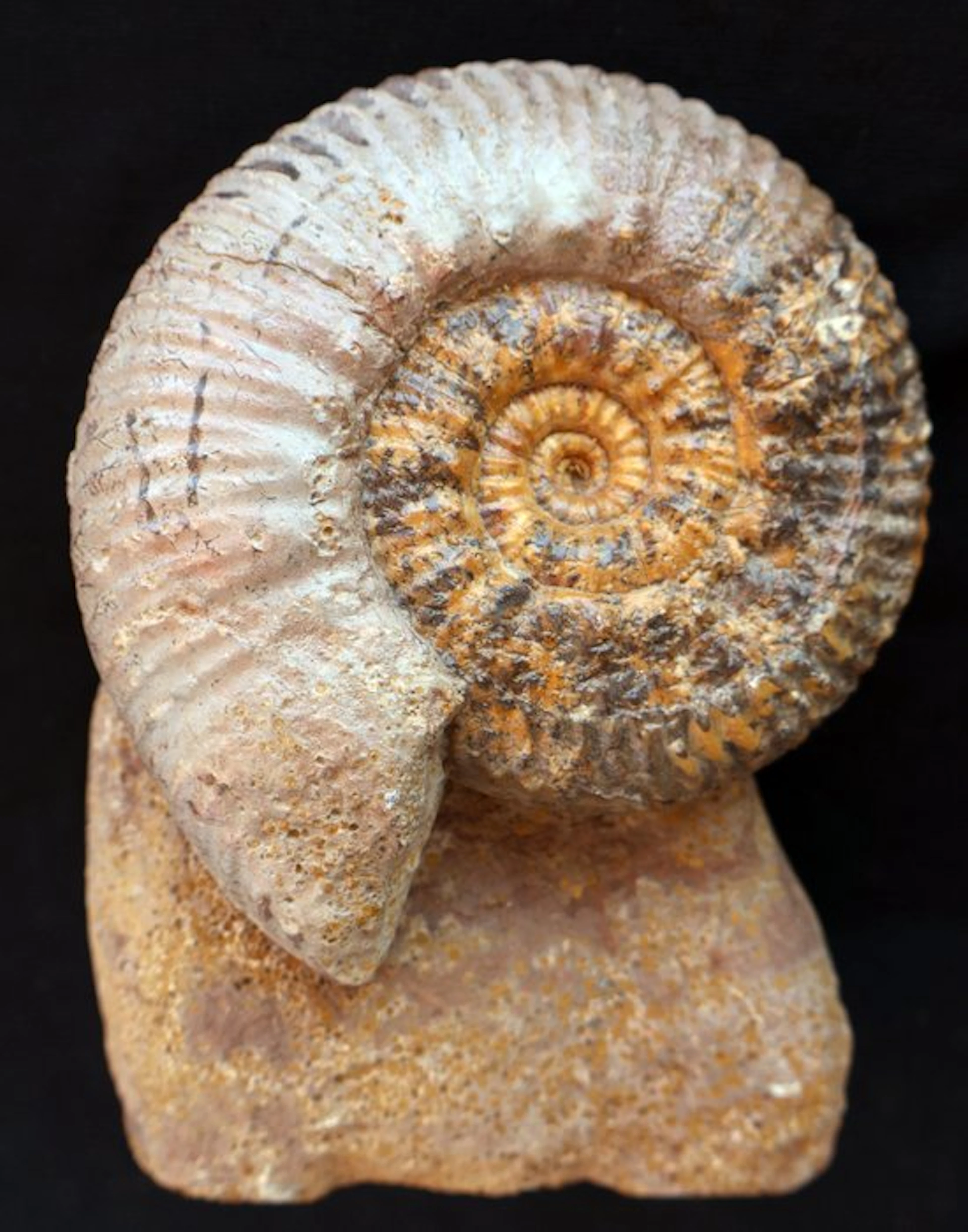 Ammonite - Fossilised shell - Hammatoceras insigne - 15 cm