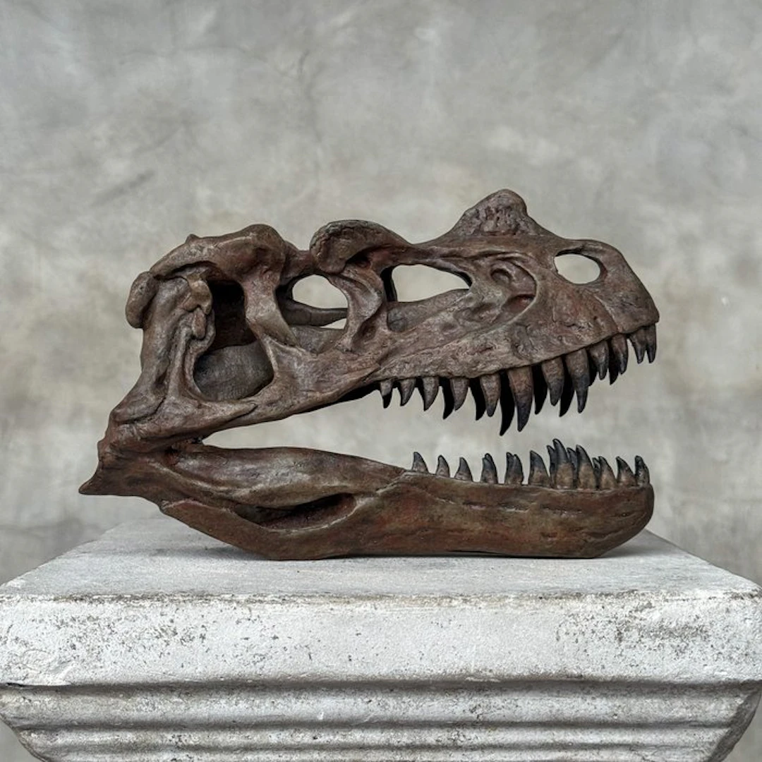 NO RESERVE PRICE - A Replica of Dinosaur Skull...