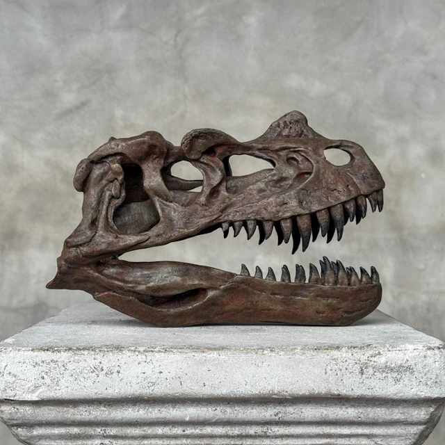 NO RESERVE PRICE - A Replica of Dinosaur Skull...