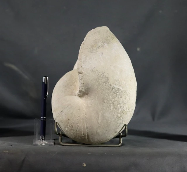 Big fossil nautiloid - 21 cm !! - Fossilised animal...