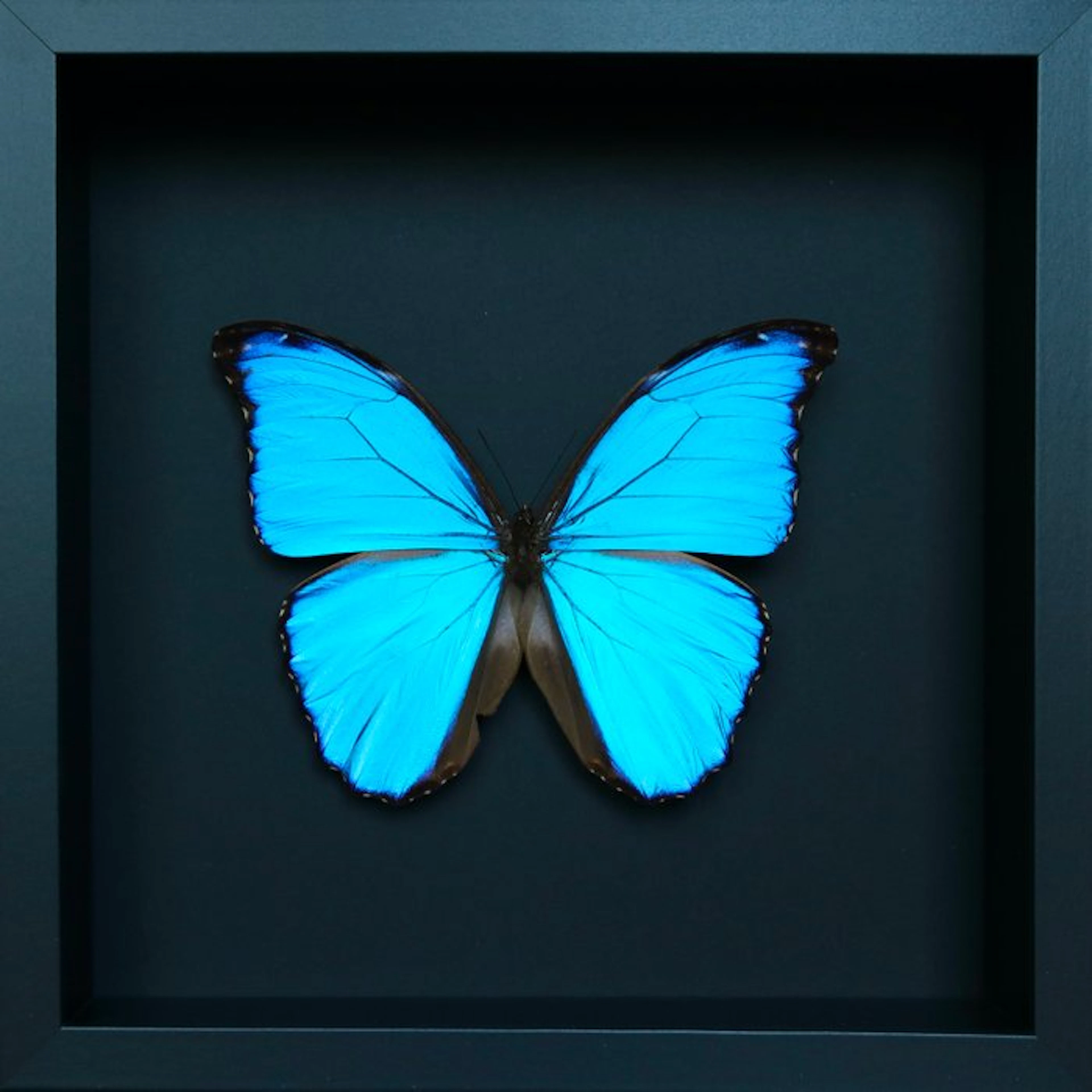 Butterfly Taxidermy full body mount - Morpho didius - 23...