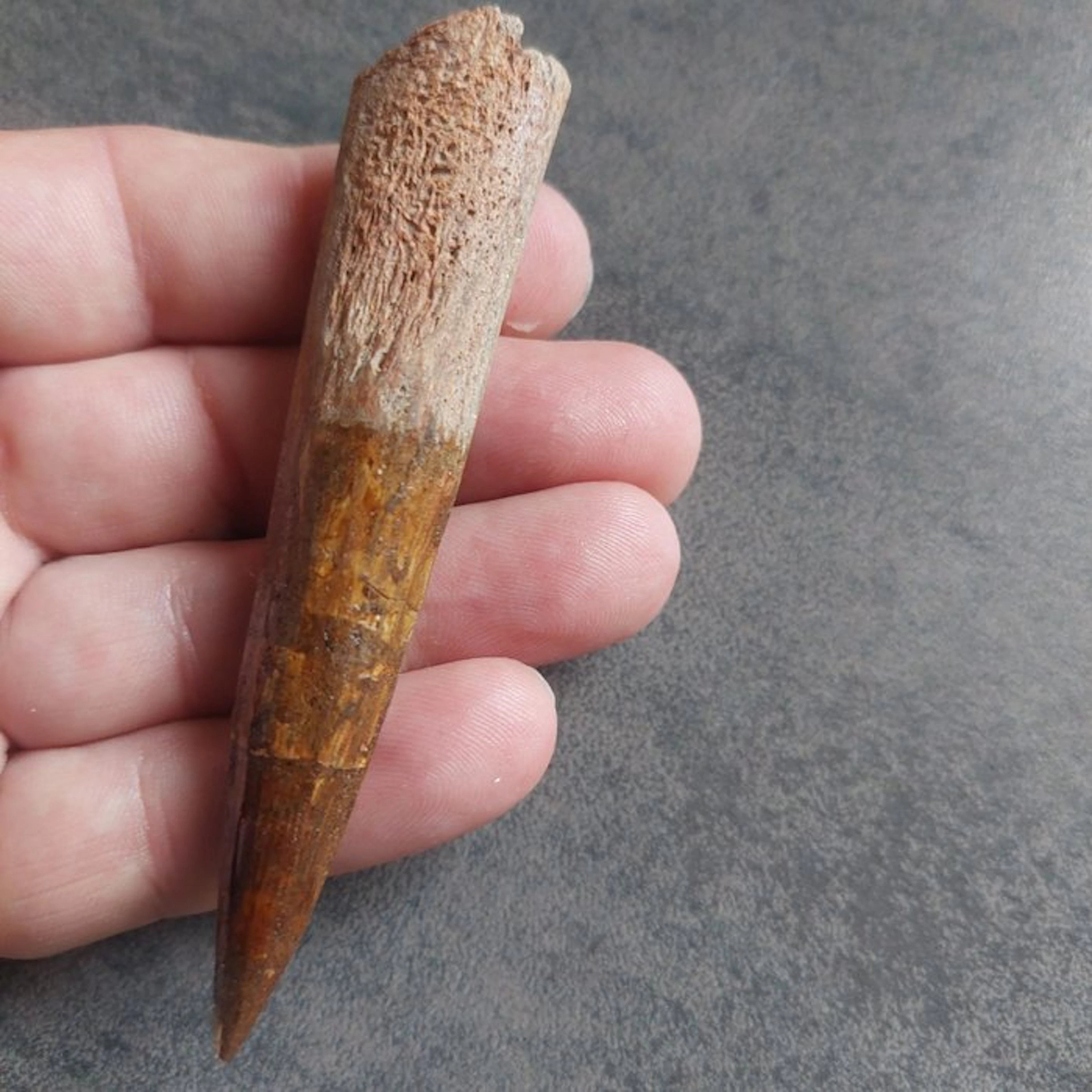 Spinosaur - Fossil tooth - Spinosaurus aegyptiacus - 102 mm - 25 mm
