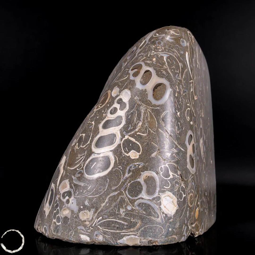 Natural crinoid freeform from Indonesia- 2103.63 g