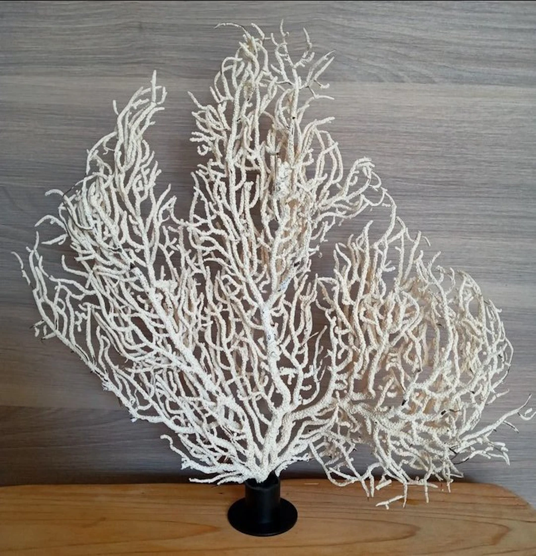 Pink Sea Fan - Coral - Eunicella verucosa (No reserve price)