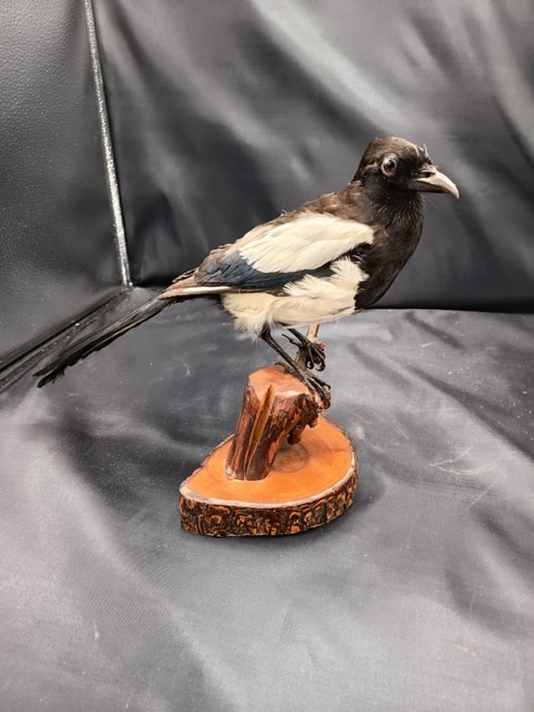 Magpie Taxidermy replica mount - Pica pica - 27 cm - 20 cm - 40 cm - 1
