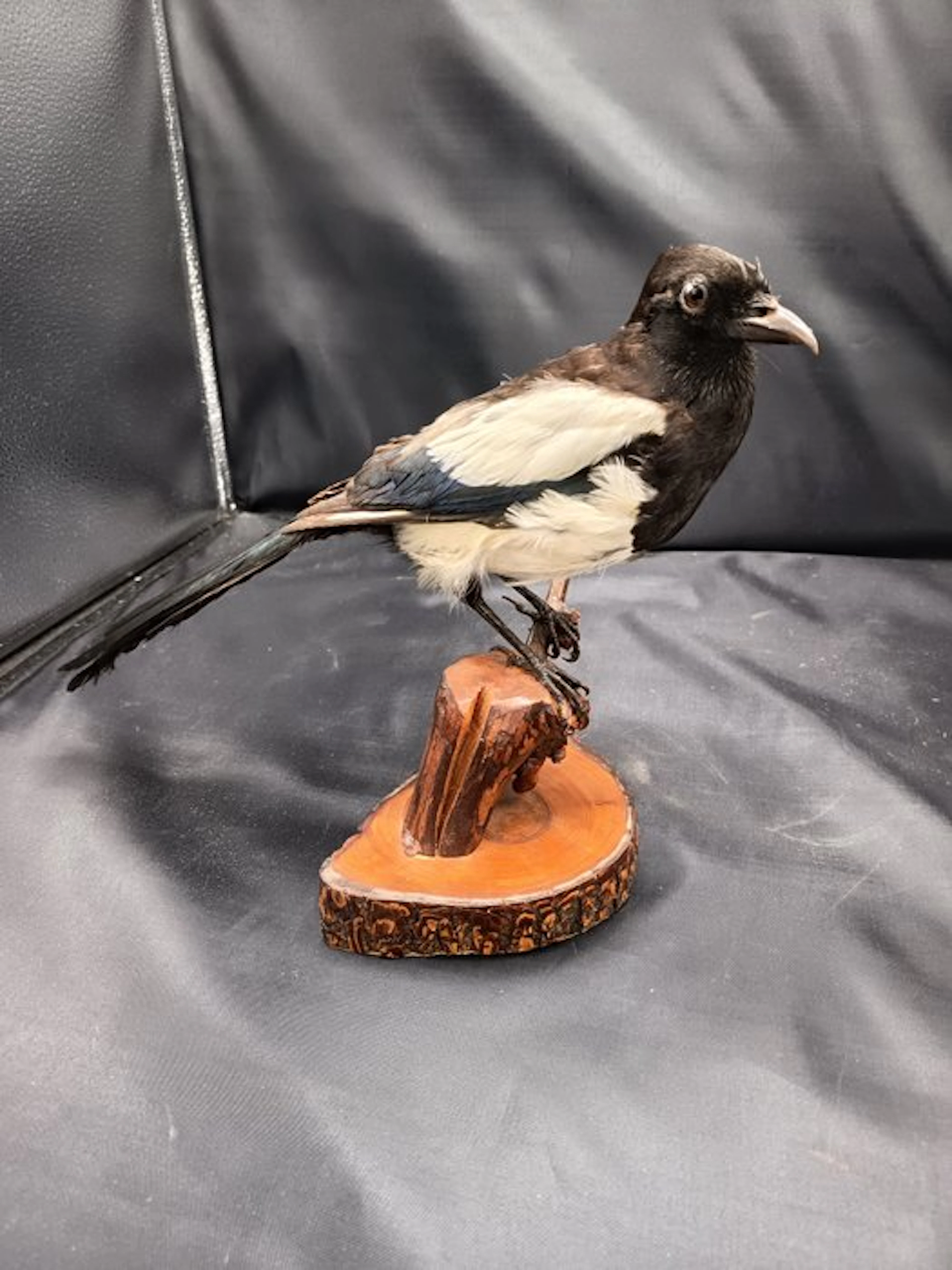 Magpie Taxidermy replica mount - Pica pica - 27 cm - 20 cm - 40 cm - 1