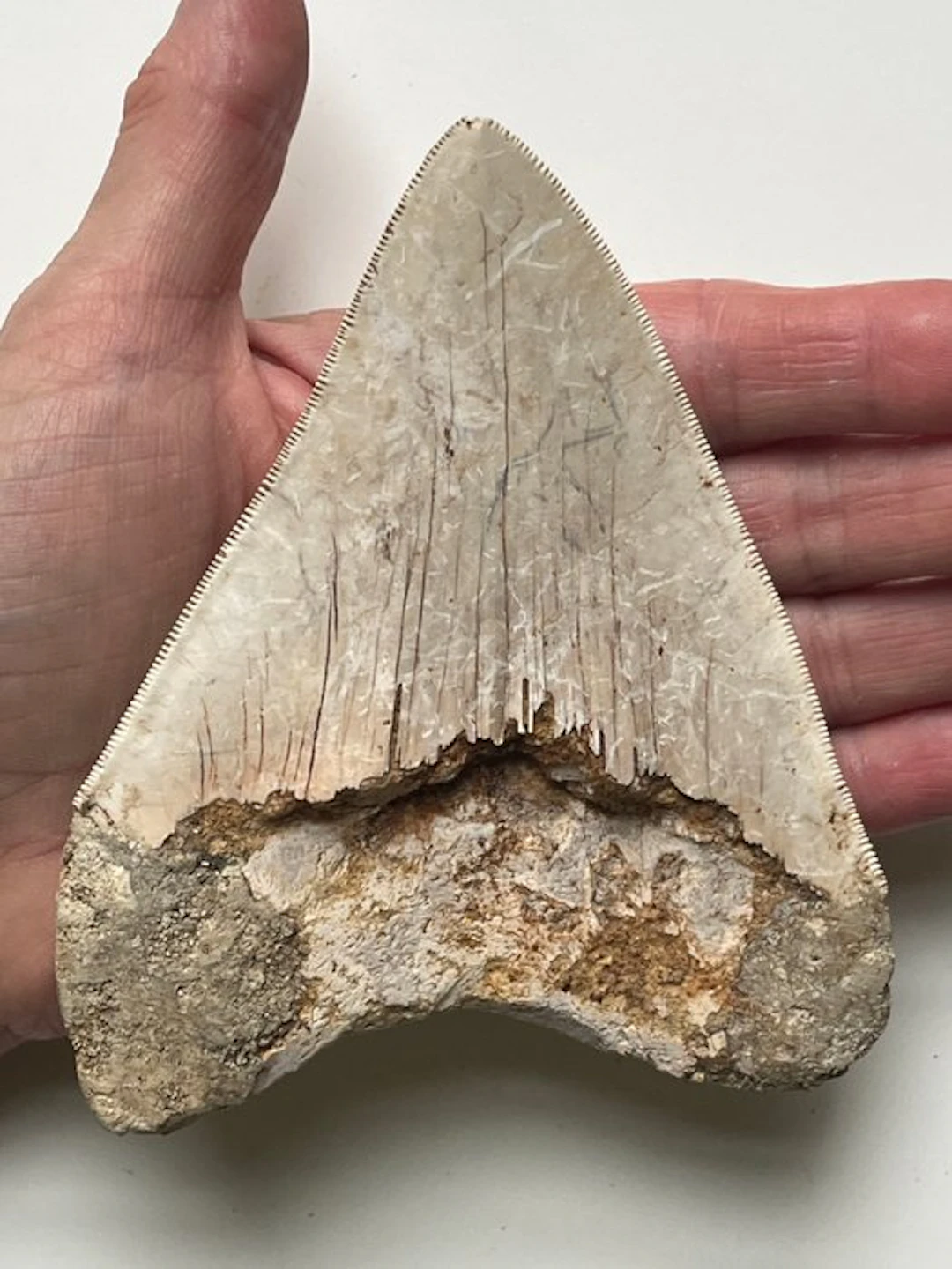Megalodon tooth 12,7 cm - Fossil tooth - Carcharocles megalodon