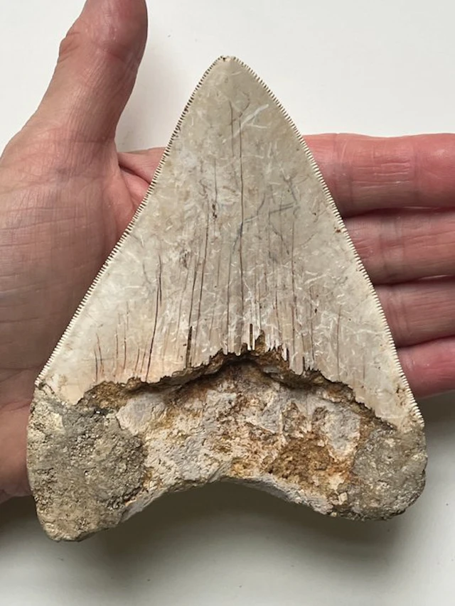 Megalodon tooth 12,7 cm - Fossil tooth - Carcharocles...