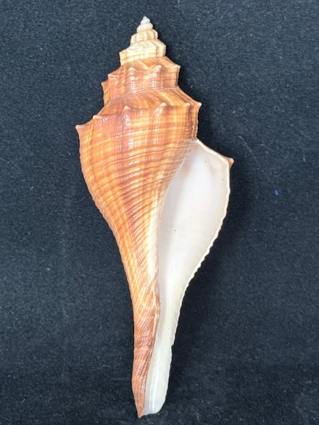 Sea Snail Sea shell - S-646 HEMIFUSUS TUBA (No reserve price)