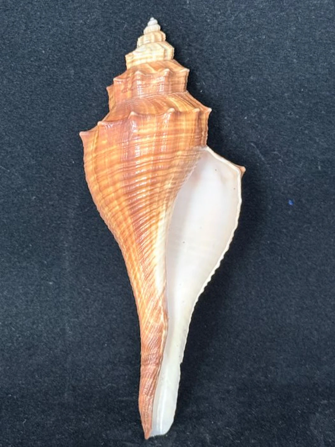 Sea Snail Sea shell - S-646 HEMIFUSUS TUBA (No reserve price)