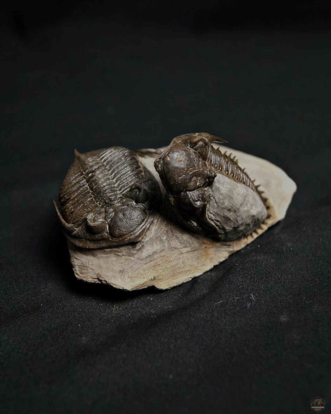 Trilobite - Fossilised animal - Zlichovaspis rugosa +...