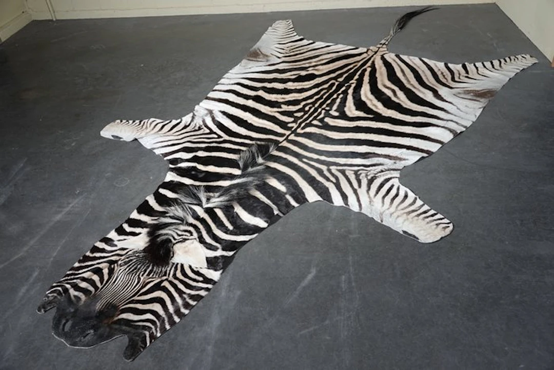 Plains Zebra Skin with Head Antler - Equus quagga - 335...