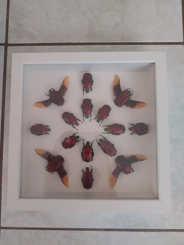 red flower beetle Taxidermy full body mount...