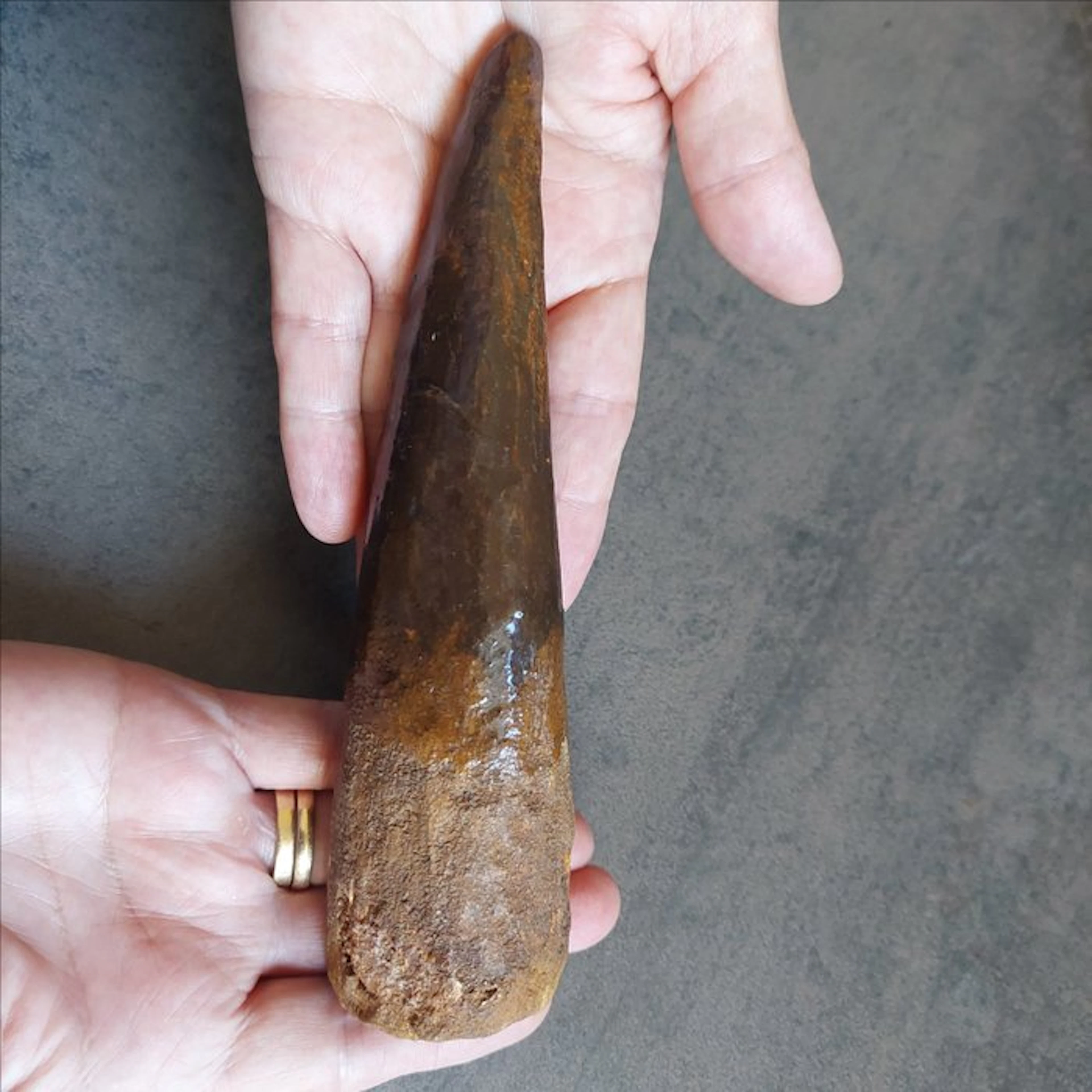 Dinosaur - Fossil tooth - Spinosaurus aegyptiacus - 175 mm - 40 mm