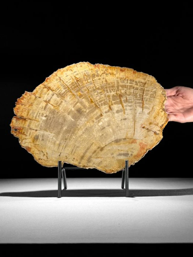 Stuninng Slice of Petrified Wood on a custom stand...